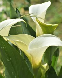 Calla Lily